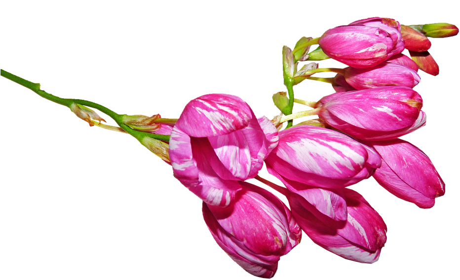 Fuchsia Flower Cliparts 18, - Saffron Crocus (960x616)