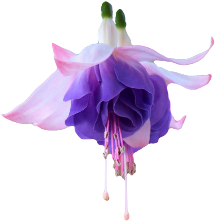 Fuchsia Flower Transparent (461x465)