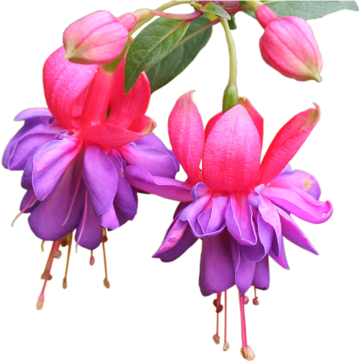 Photoshop Frames Wallpapers Designs - Purple And Pink Fuchsia Flowers Pillow Case (1024x772)