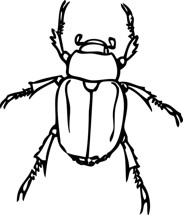 Clip Arts Related To - Beetle Black And White (615x720)