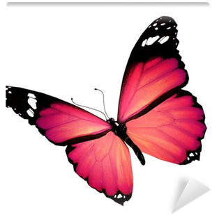 Pink Butterfly, Isolated On White Wall Mural • Pixers® - Distance By Will Ryan 9781490950976 (paperback) (476x463)