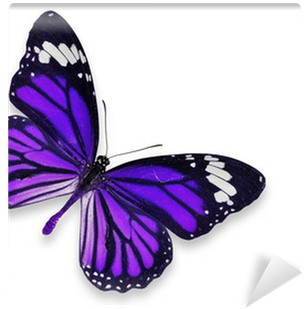 Purple And Blue Butterfly (400x400)