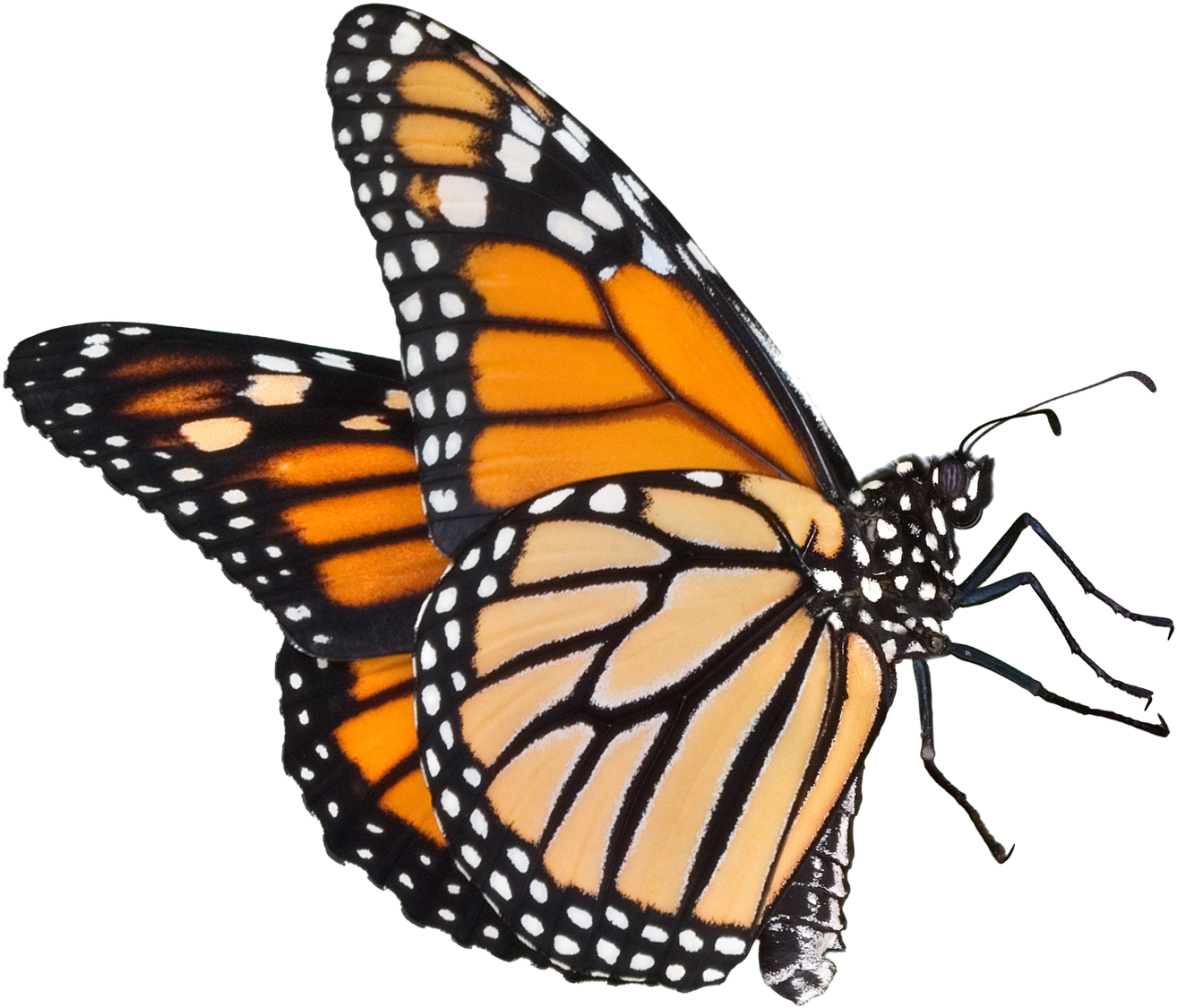 Monarch Butterfly Clipart Real Butterfly - Examples Of Oviparous Animals (1600x1428)