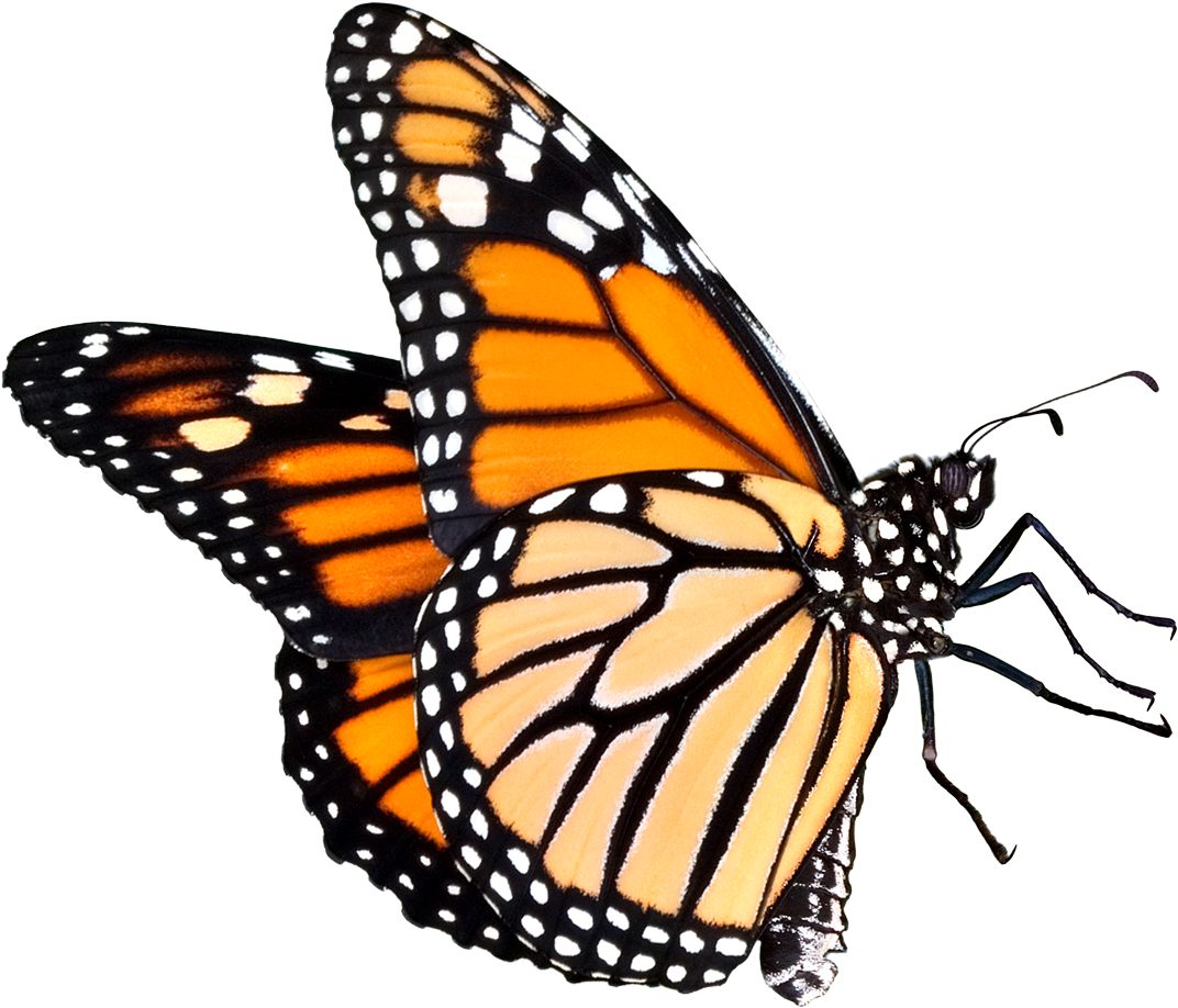 The Butterfly Place Monarch Butterfly Clip Art - The Butterfly Place Monarch Butterfly Clip Art (1100x955)