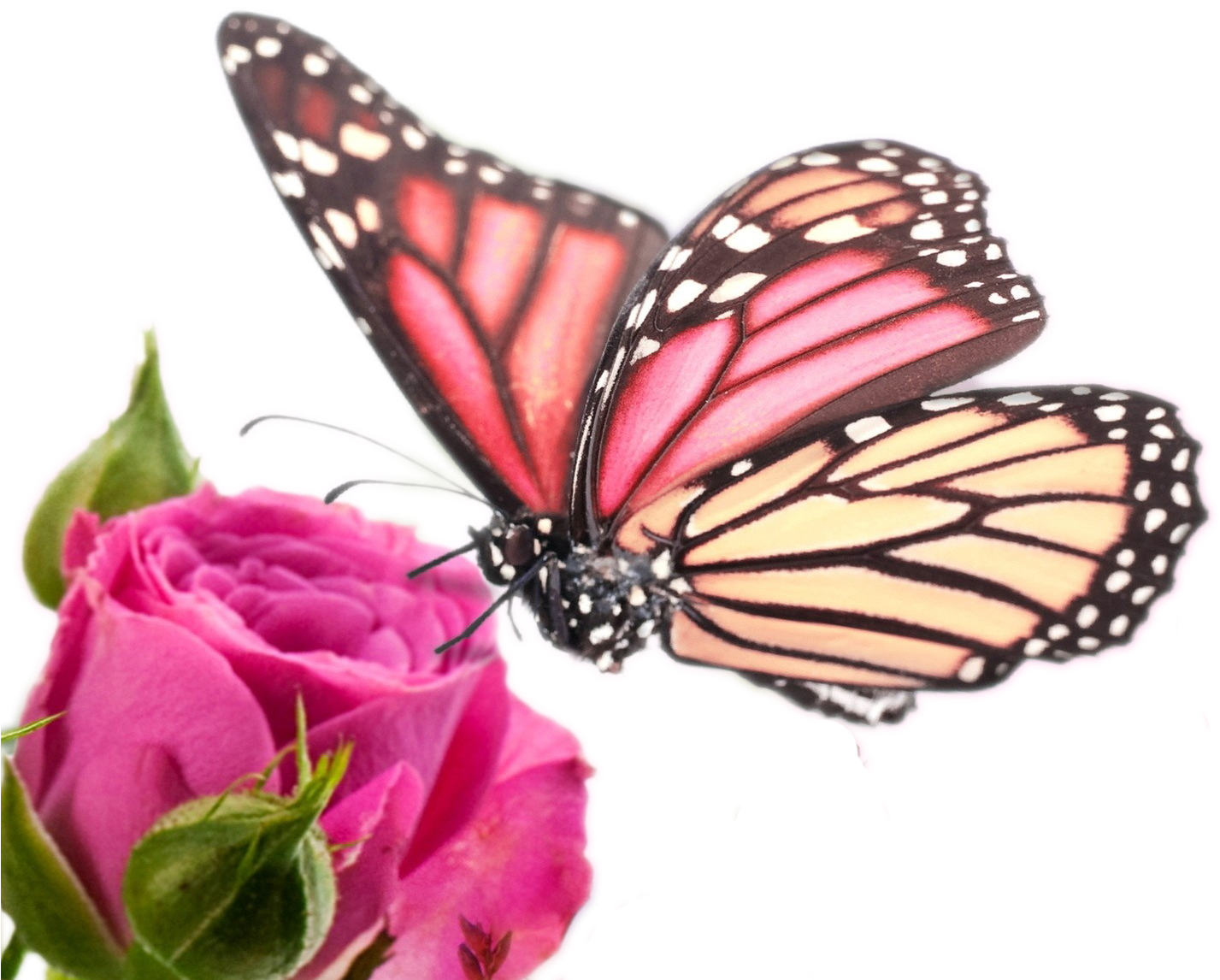 Samsung Galaxy Note Edge Samsung Galaxy Note 4 High-definition - Hd Wallpaper For Note 4 Edge (1462x1227)