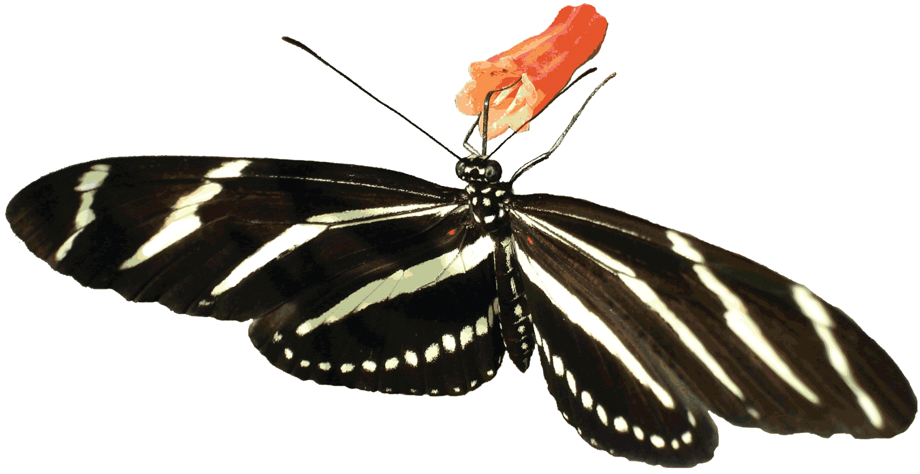 Zebra Heliconian Butterfly, Transparent Background - Zebra Butterfly Gif (1835x945)