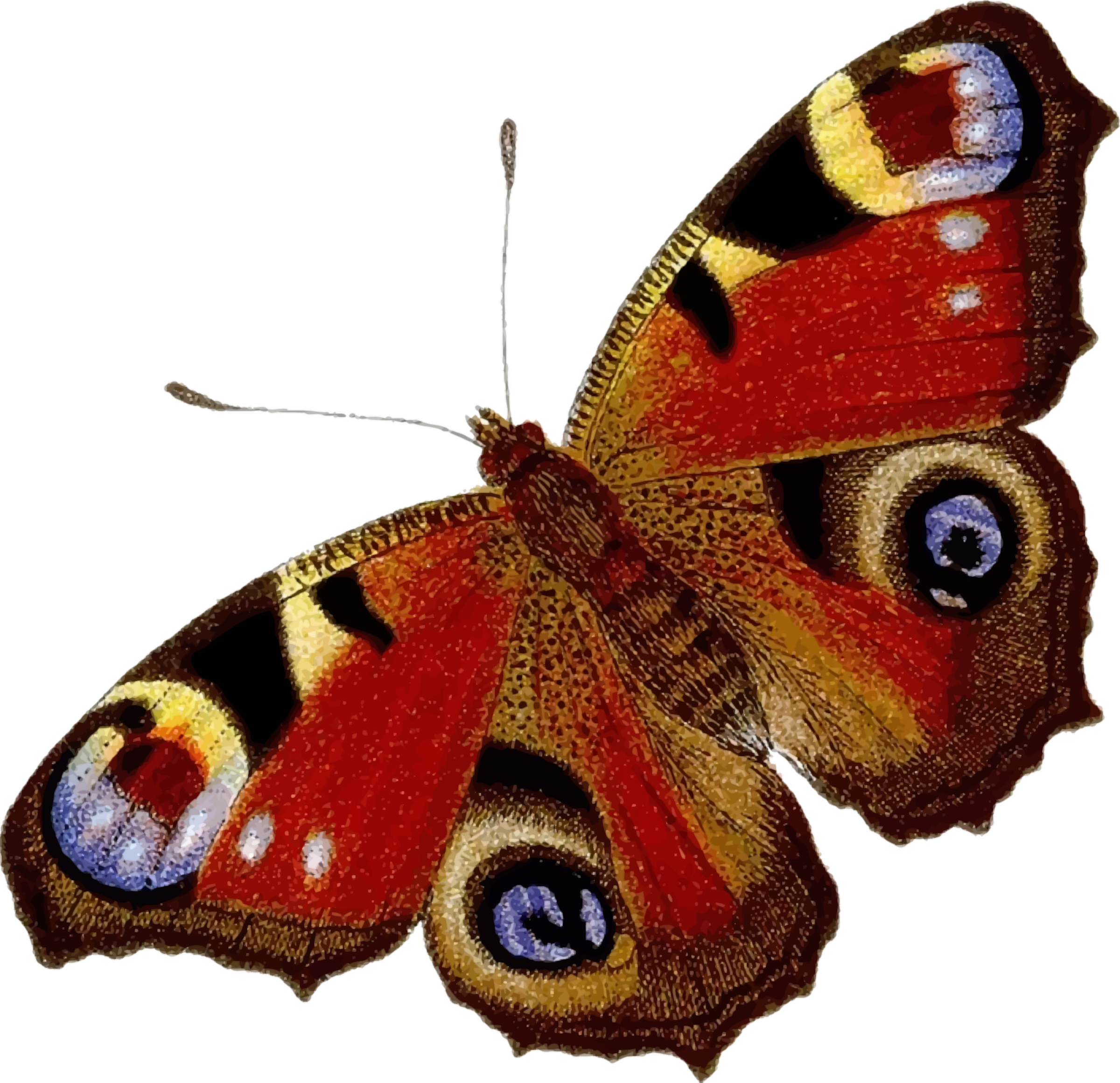 Peacock Butterfly - Peacock Butterfly (2400x2322)