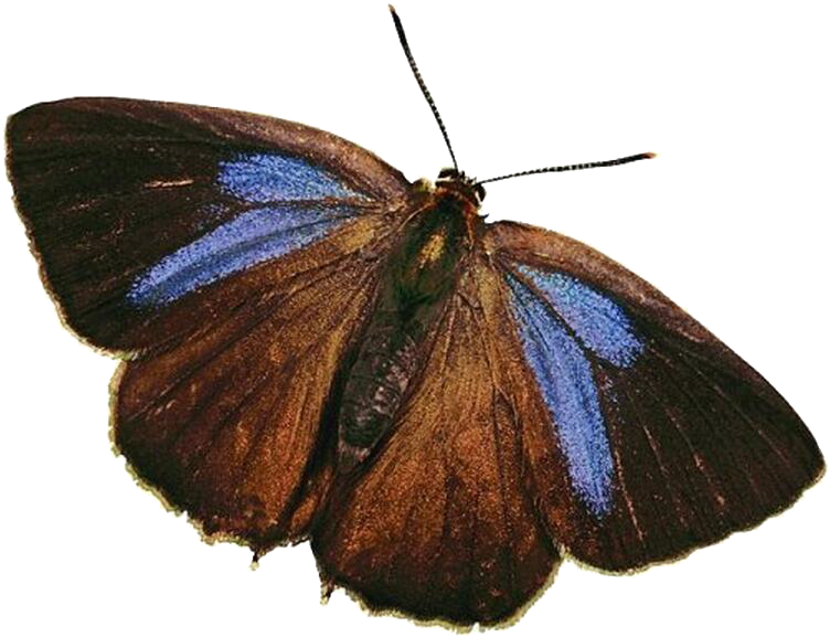 Nymphalidae Lycaenidae Pieridae Moth Butterfly - Nymphalidae Lycaenidae Pieridae Moth Butterfly (811x663)