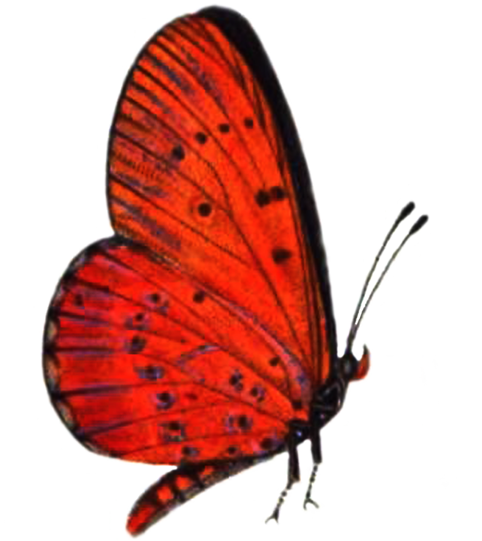 Red Butterfly Png High-quality Image - Red Butterfly Flying Png (951x1067)