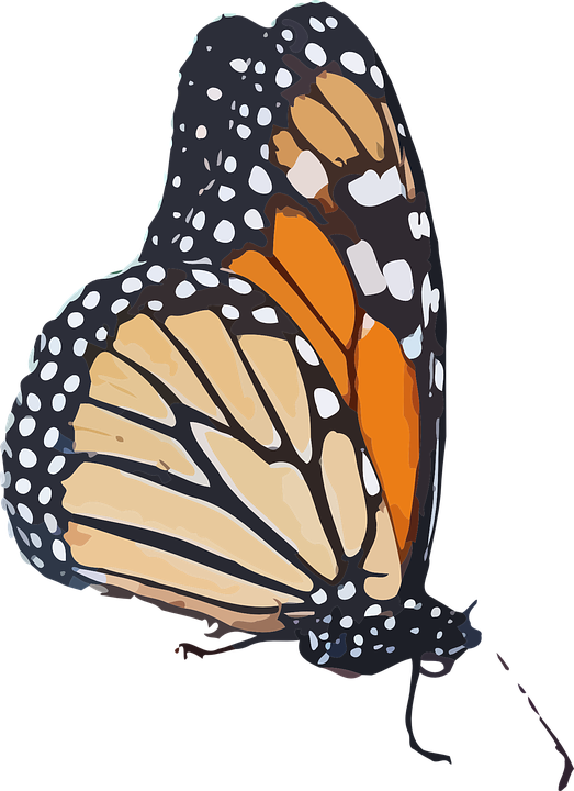 Monarch Butterfly Clipart Transparent Background - Monarch Butterfly Graphic (523x720)