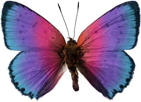 Portal Sobre Mariposas - Discover Butterflies & Moths: Level 2 Reader (500x413)