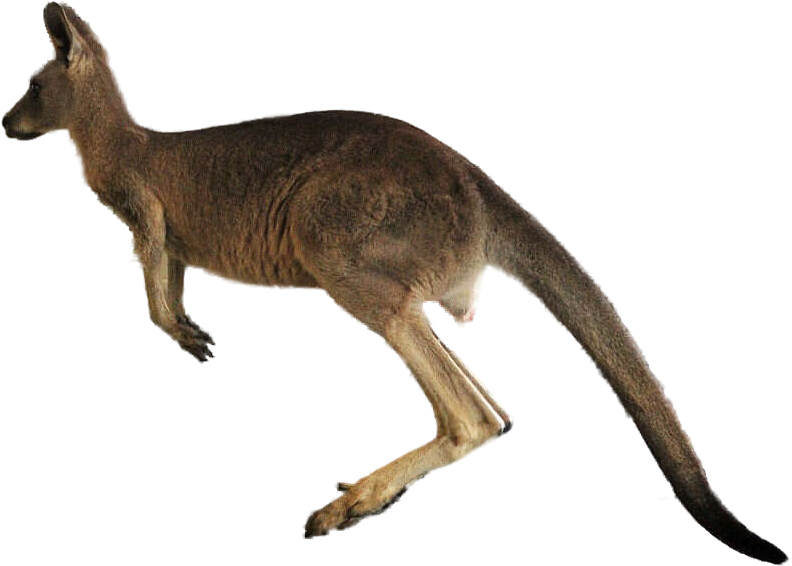 Jumping Kangaroo Png Transparent Jumping Kangaroo - Macropods (1536x1133)