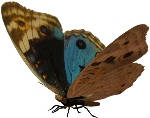 Gossamer Winged Butterflies Brush Footed Butterflies - Pararge (500x500)