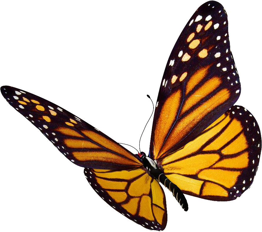 More Images & Video - Monarch Butterfly Png (1000x879)