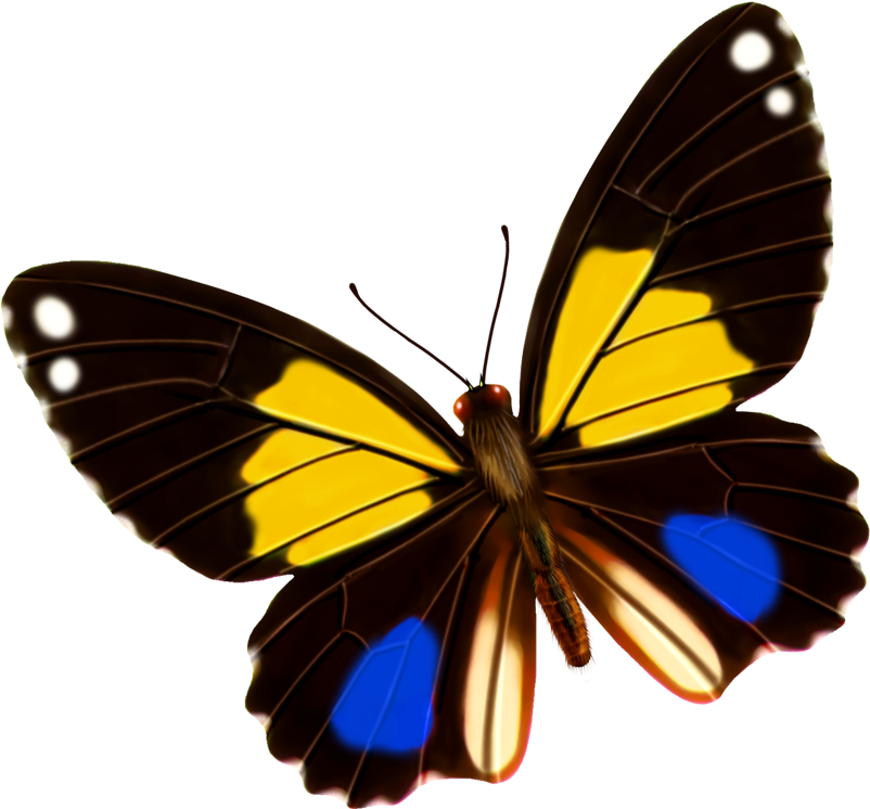 Monarch Butterfly Yellow Blue - Monarch Butterfly Yellow Blue (938x969)