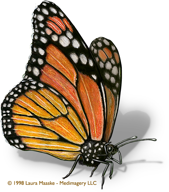 Scientific Illustration - Monarch Butterfly Scientific Drawing (756x753)