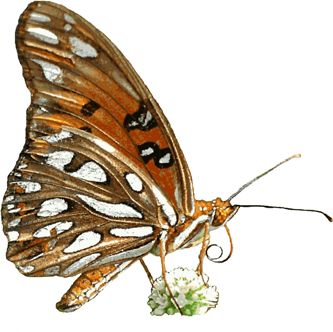 Free Animated Butterfly Clipart - Animated Nature (1191x1180)