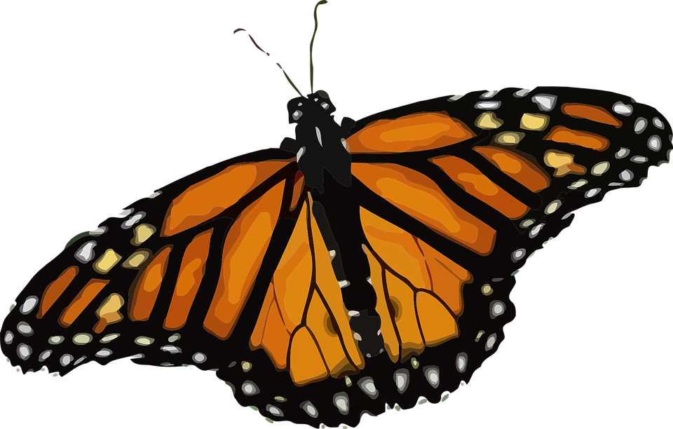 Butterfly, Monarch Butterfly, Danaus Plexippus - Life Cycle Of A Butterfly (960x612)