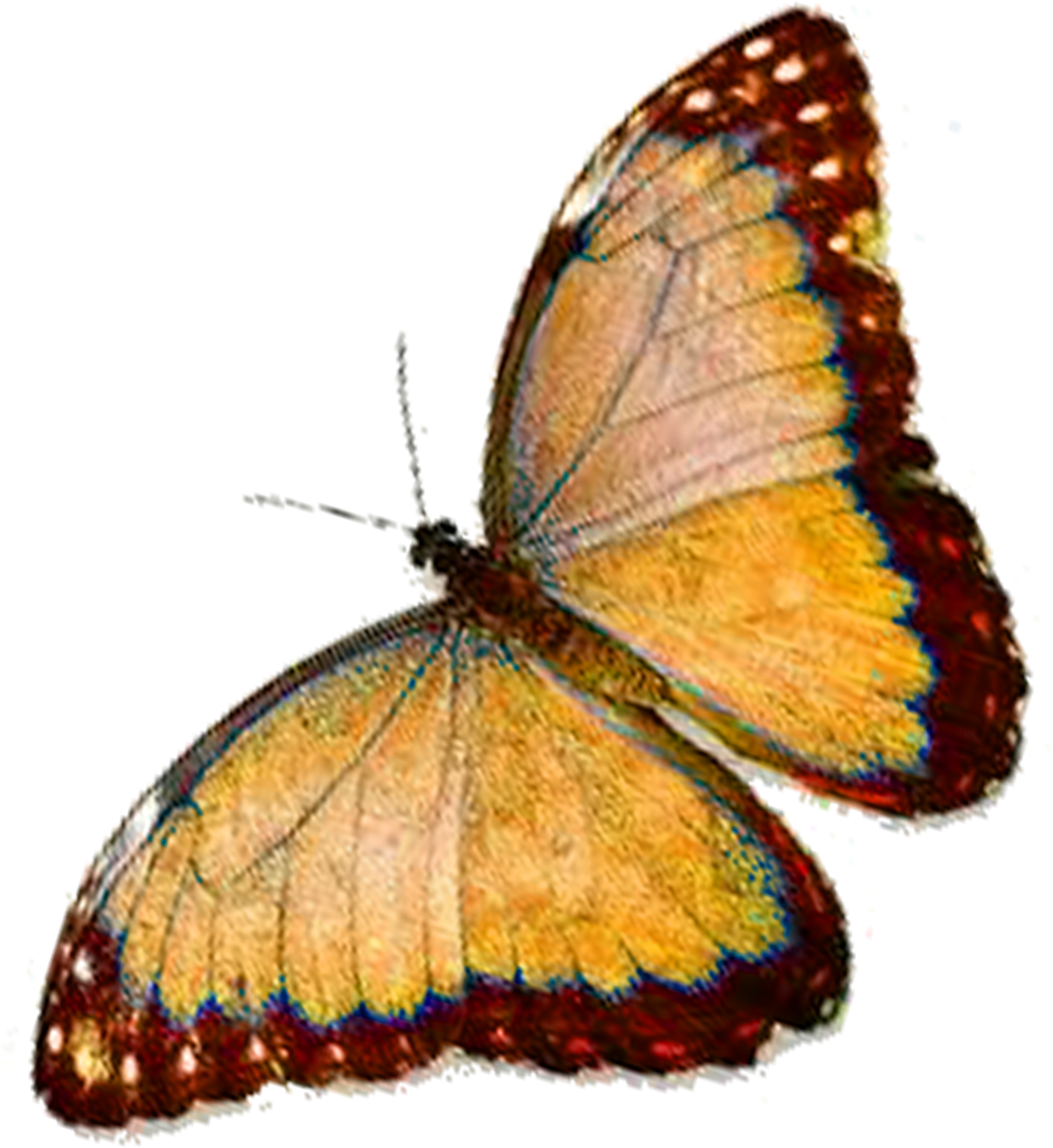 Monarch Butterfly Faiths Pursuit Pieridae Lycaenidae - Monarch Butterfly Faiths Pursuit Pieridae Lycaenidae (1500x1500)