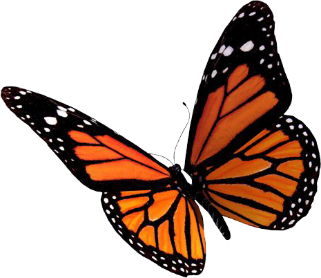 Butterfly Png - Butterfly Png (465x402)