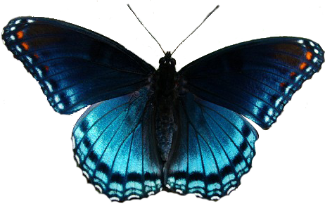 Realistic Clipart Butterfly - Red Spotted Purple Butterfly (462x293)