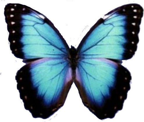 Blue Butterfly Png Image - Caracteristica De La Mariposa (500x500)