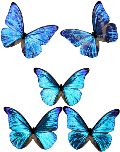 Transparent Blue Butterfly Png - - Butterfly (500x626)