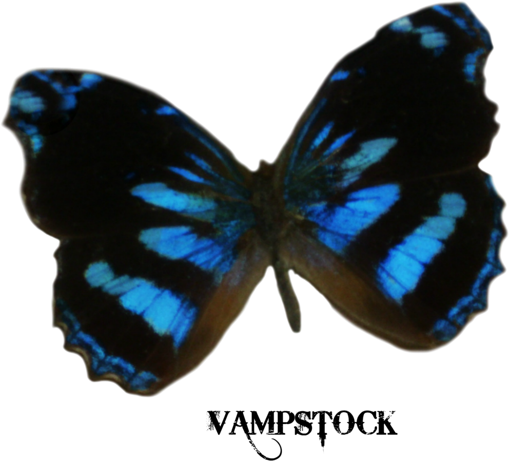 Blue Edges Butterfly Png Vampstock By Vampstock - Dark Blue Butterfly Png (1024x1024)