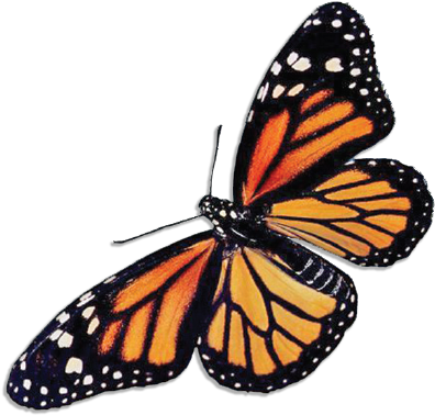 Photoinc Studio Painting Canvas Print - Yellow Butterfly (507x422)