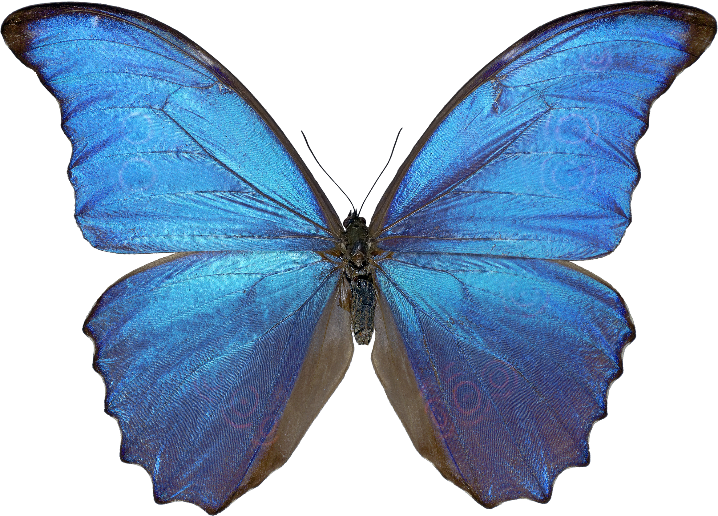 Butterfly Picture - Butterfly Picture (2332x1676)
