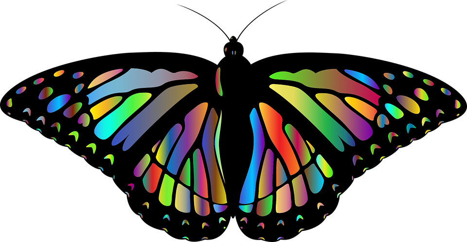 Monarch Butterfly Cartoon 12, - Papillon Monarque (960x498)