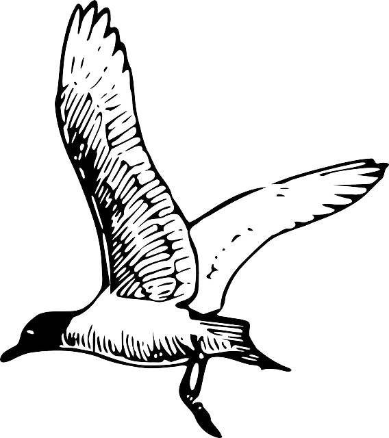Animals, Outline, Birds, Bird, Gull, Animal, Franklin - Animals, Outline, Birds, Bird, Gull, Animal, Franklin (568x640)
