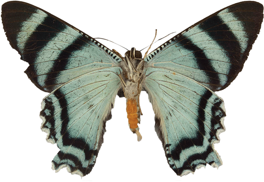 Its Scientific Name Is Alcidia Boops, But It's Also - Alcides Agathyrsus (940x633)