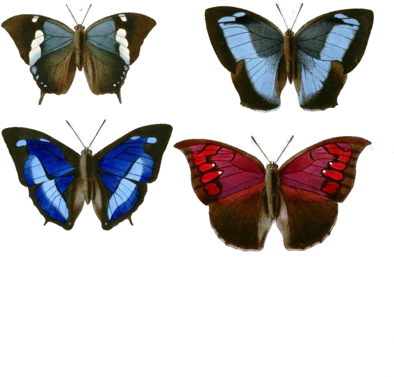 Butterfly Nymphalidae Computer Icons - Butterfly Nymphalidae Computer Icons (900x879)