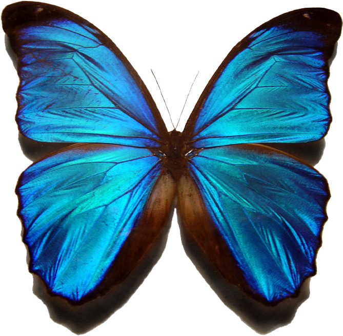 Blue Morpho Butterfly - World Most Beautiful Butterfly (807x730)