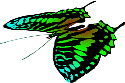 Free Butterflies Drawings - Butterfly (495x413)