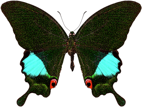 Bleed Area May Not Be Visible - Papilio Karna Irauana (600x400)