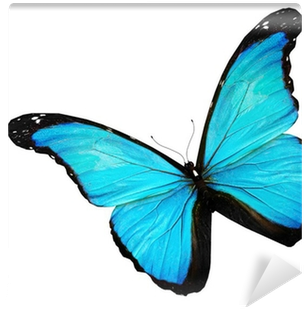 Blue Butterfly On White Background Wall Mural • Pixers® - Shower Curtains And Accessories Fabric Butterfly Roses (400x400)