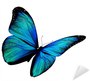 Turquoise Butterfly Flying, Isolated On White Background - Turquoise Butterfly (400x400)