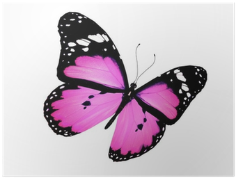 Pink Butterfly Flying, Isolated On White Poster • Pixers® - White (400x400)