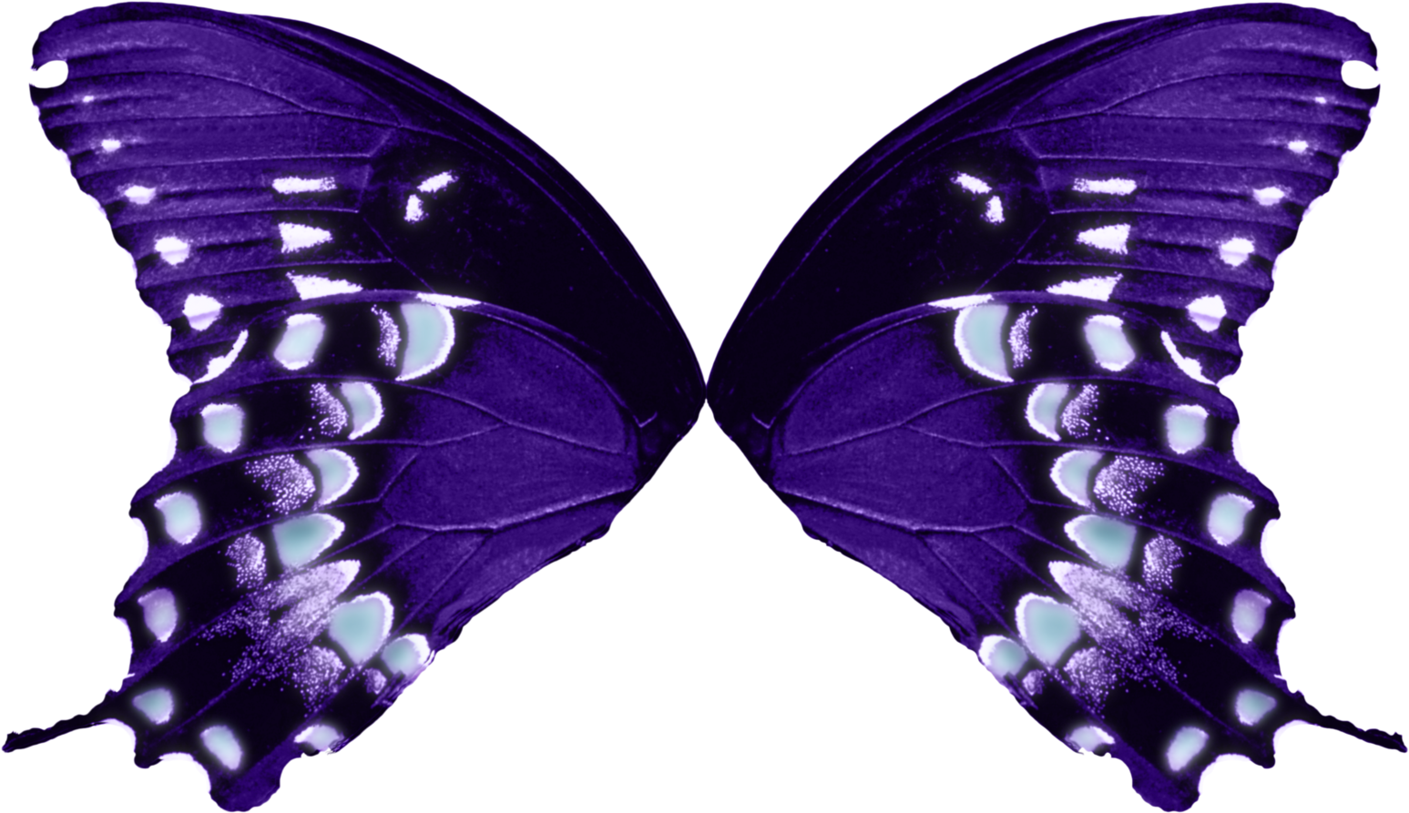 Fairyfindings Butterfly Wings-purple Aqua By Fairyfindings - Butterfly Wings Transparent Background (1600x1013)