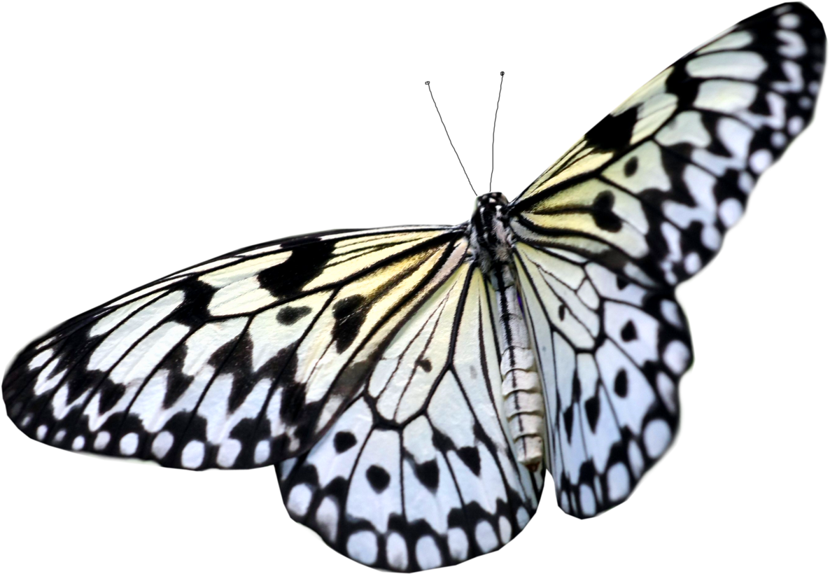 Butterfly Png Image - White Butterfly Transparent Background (1199x839)