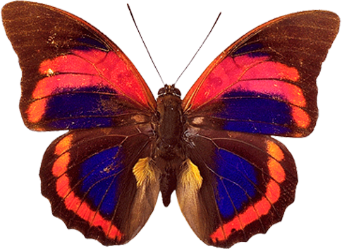 Butterfly Png Image - Agrias Claudina (485x353)