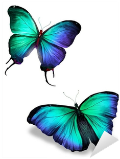 Two Color Butterflies, Isolated On White Background - Butterflies And Moths (400x400)