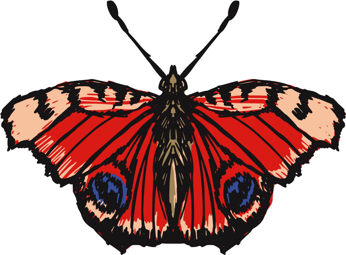 Insect Drawing Illustration - Insect Drawing Illustration (1416x1152)