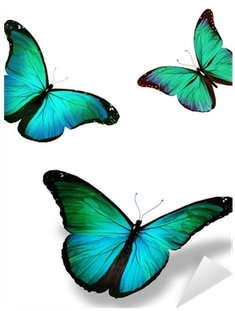 Three Turquoise Butterfly "morpho\ - Blue Butterfly White Background (400x400)