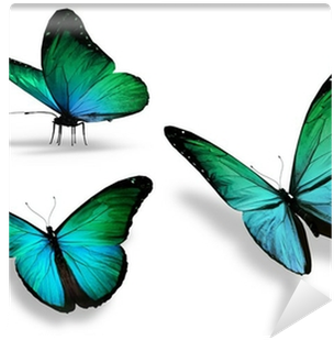Three Turquoise Butterfly, Isolated On White Background - Orange Butterfly White Background (400x400)