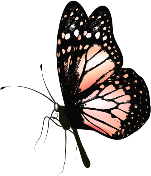 Butterfly Png Picture Clipart - Realistic Butterfly Clip Art (544x600)