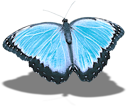 Butterfly Background Images 20, - Holly Blue (540x720)