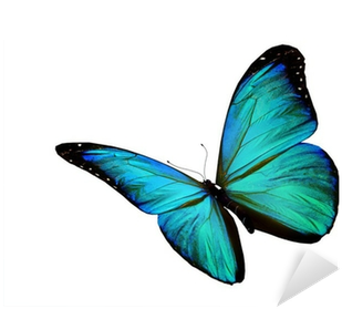 Turquoise Butterfly Flying, Isolated On White Background - Mariposa Volando Fondo Blanco (400x400)